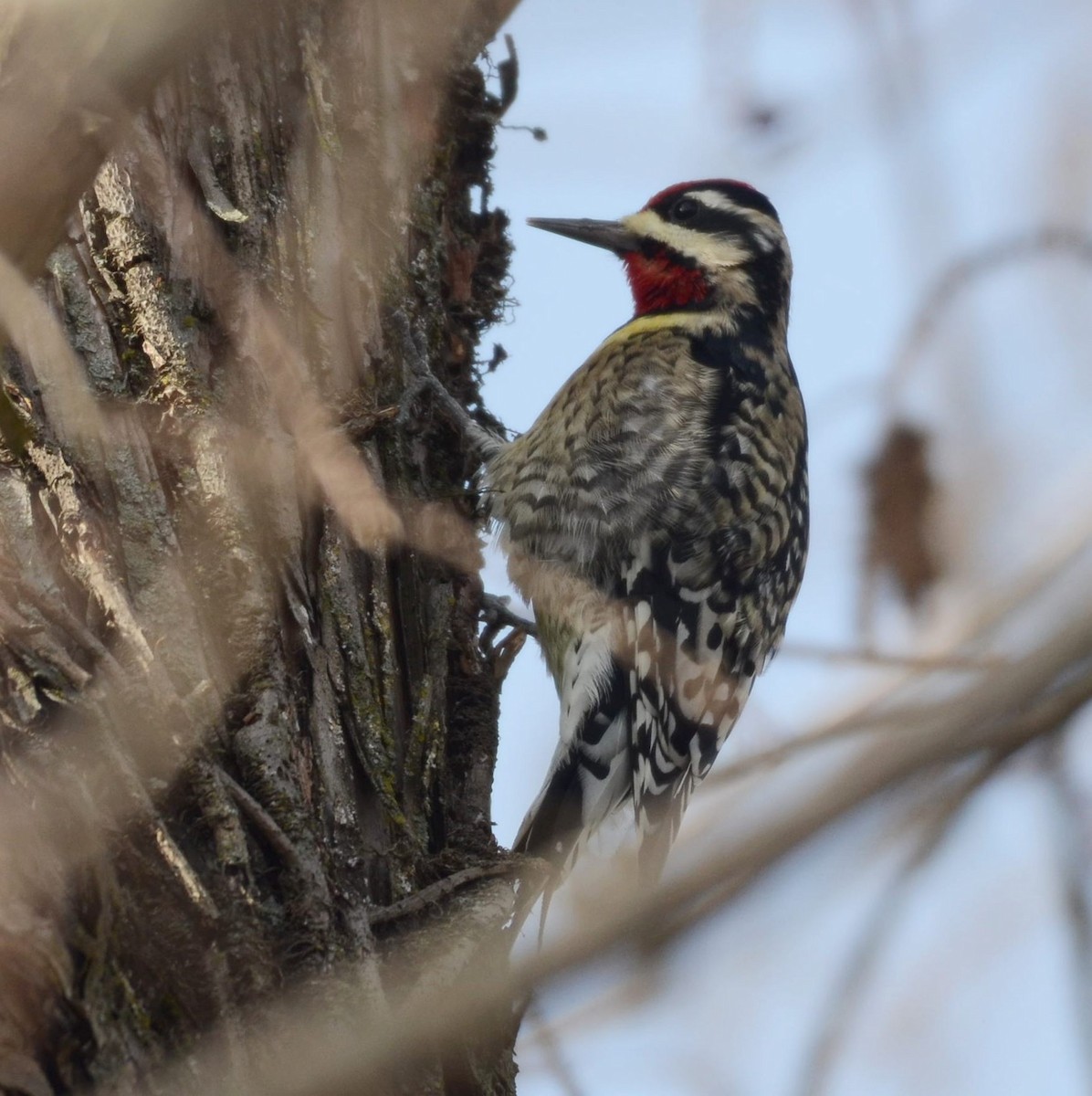Yellow-bellied Sapsucker - ML646855524