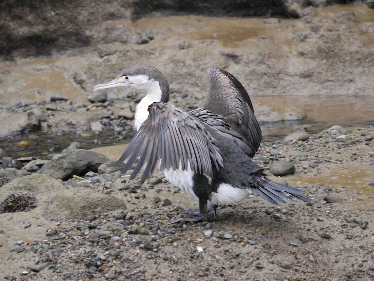 Pied Cormorant - ML646855525