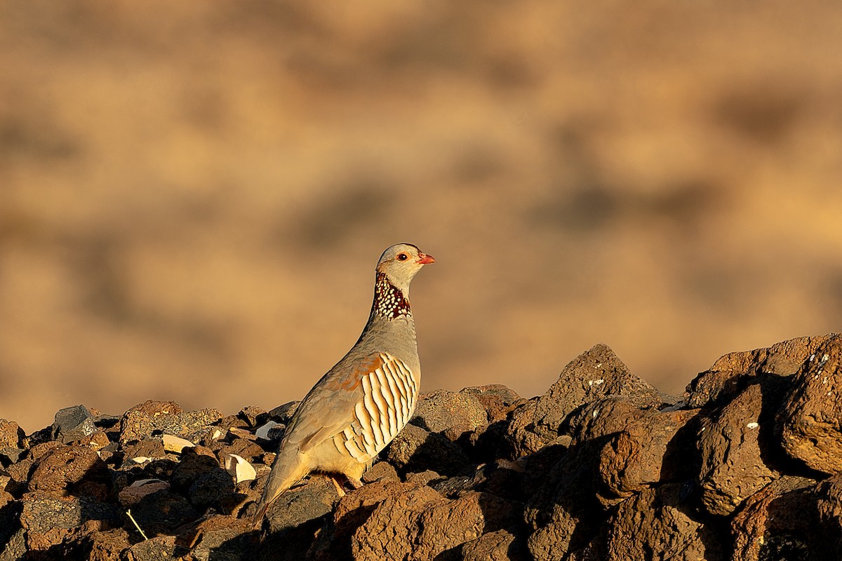 Barbary Partridge - ML646855526