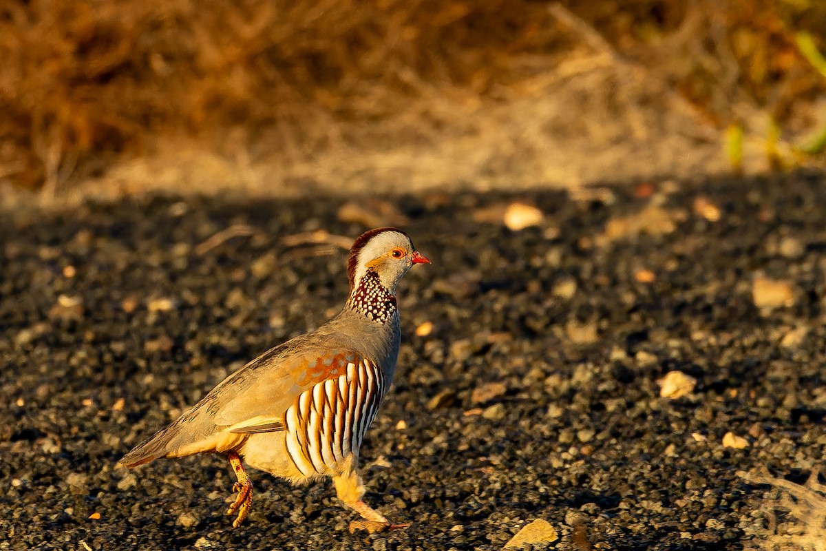 Barbary Partridge - ML646855527