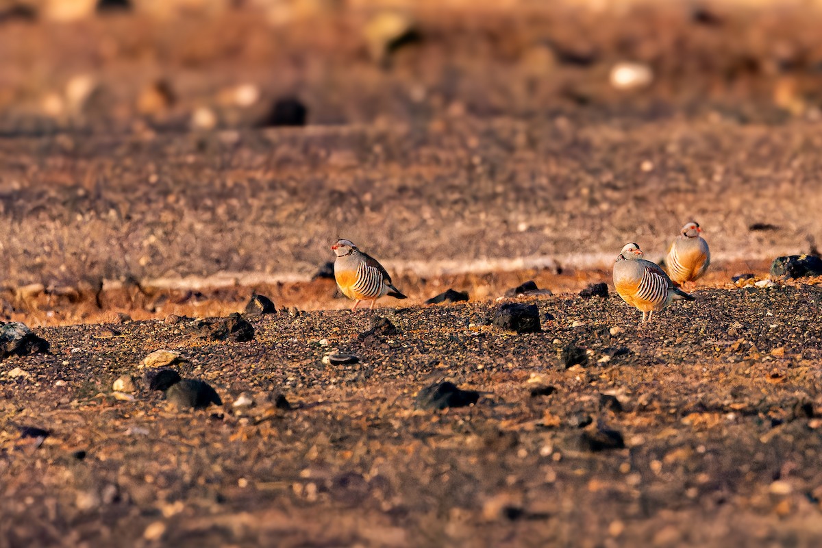 Barbary Partridge - ML646855528
