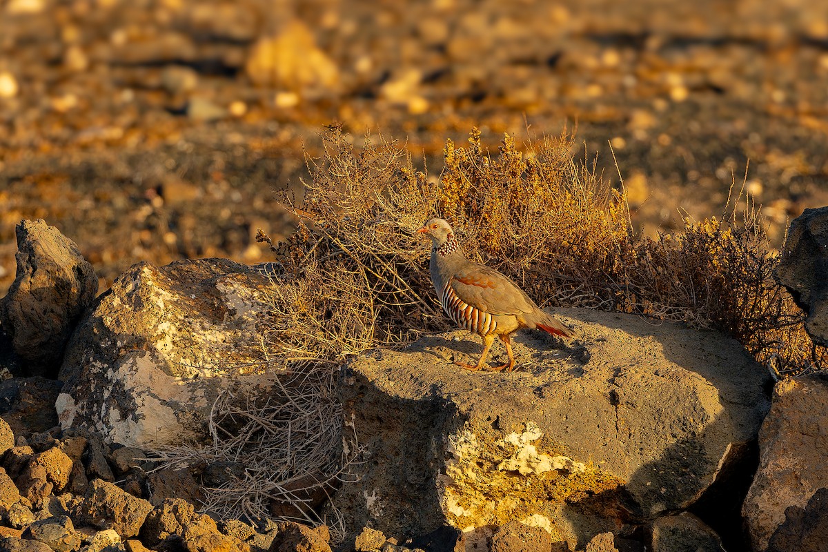 Barbary Partridge - ML646855530