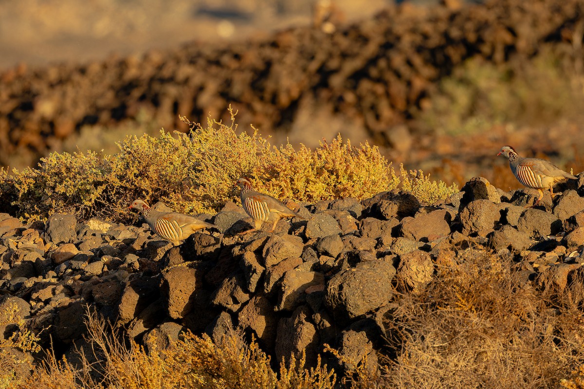 Barbary Partridge - ML646855533