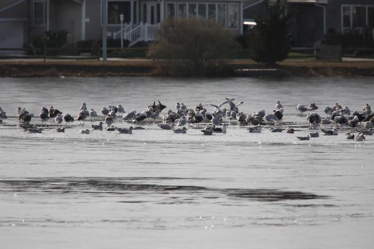 American Herring Gull - ML646855535
