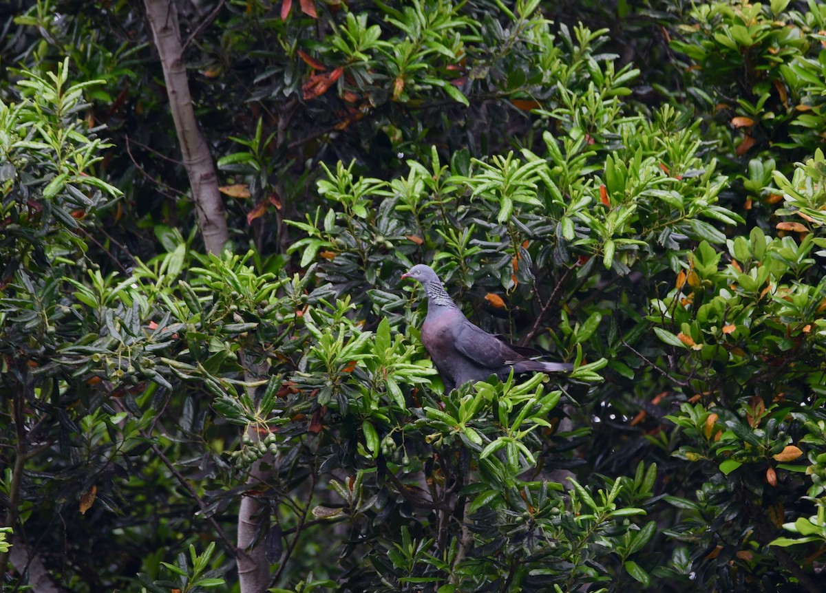 Trocaz Pigeon - ML646855537