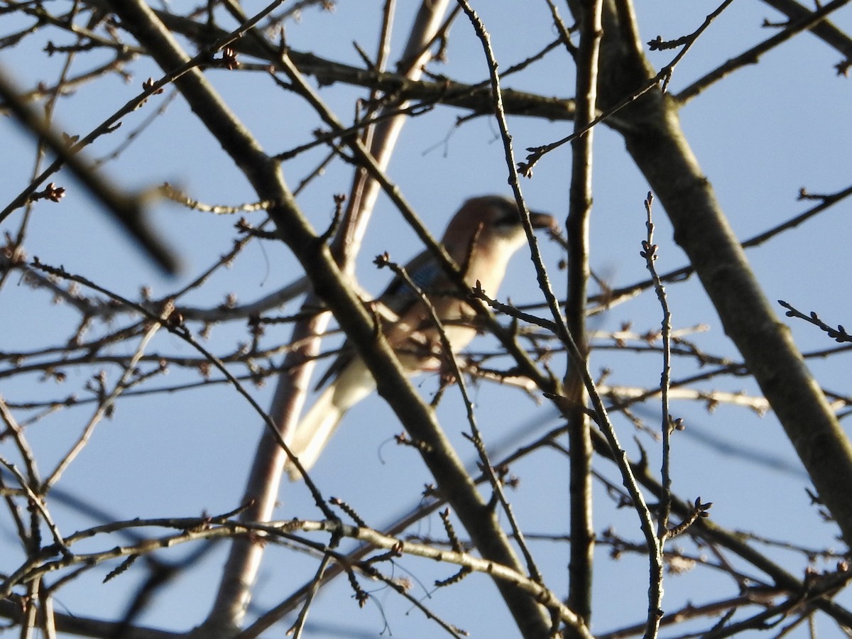 Eurasian Jay - ML646855538
