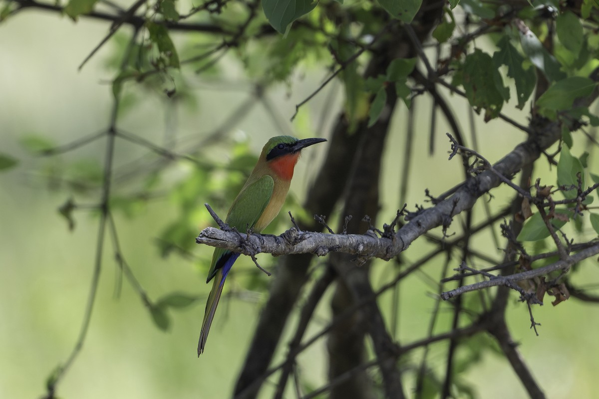 Red-throated Bee-eater - ML646855539