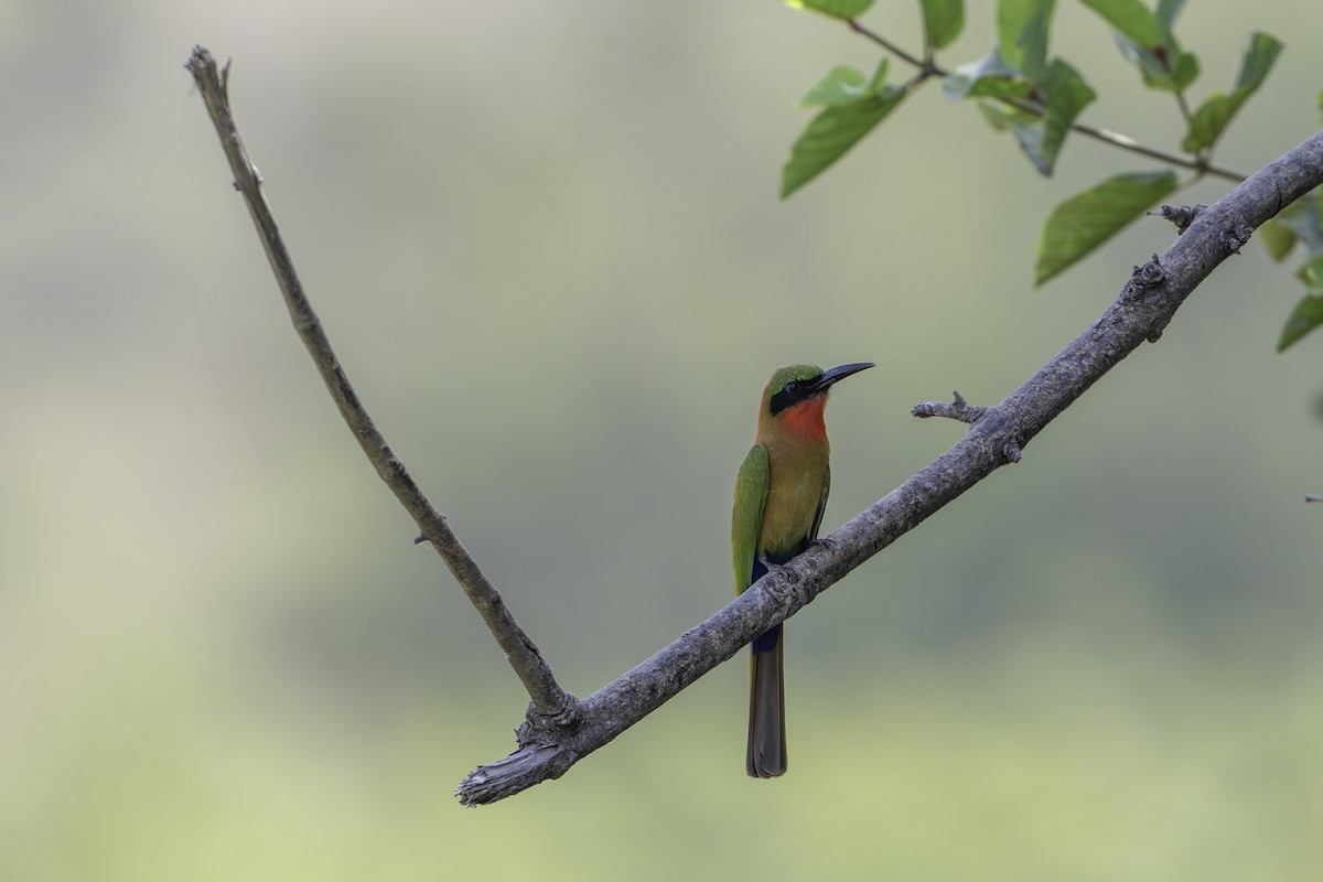 Red-throated Bee-eater - ML646855541