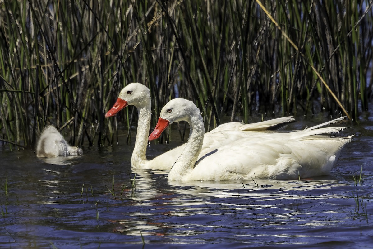 Coscoroba Swan - ML646855542
