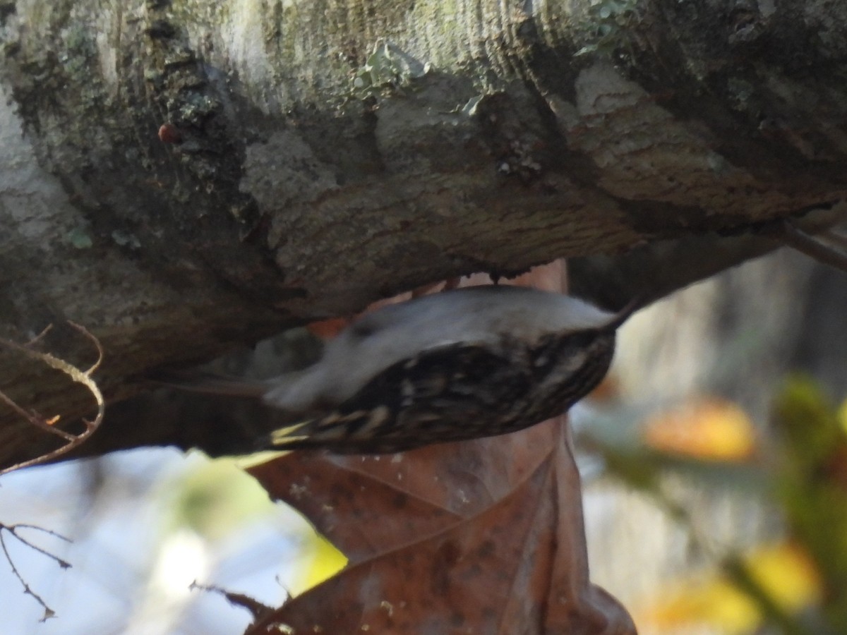 Agateador Americano - ML646855543