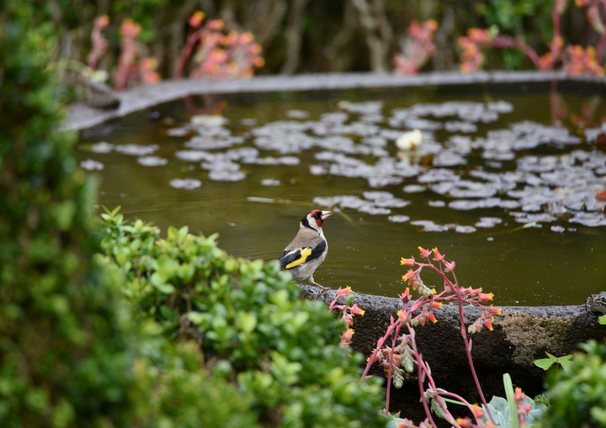 Cardellino - ML646855544