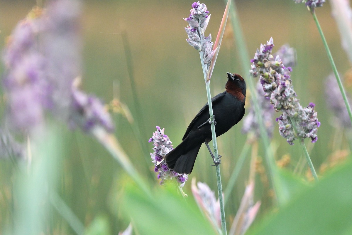 Chestnut-capped Blackbird - ML646855547