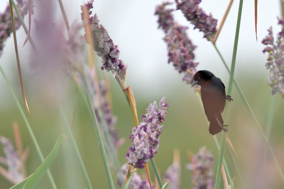 Chestnut-capped Blackbird - ML646855548