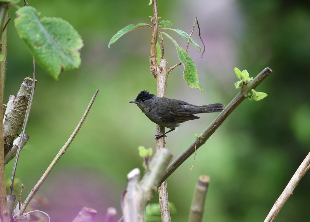 Eurasian Blackcap - ML646855551