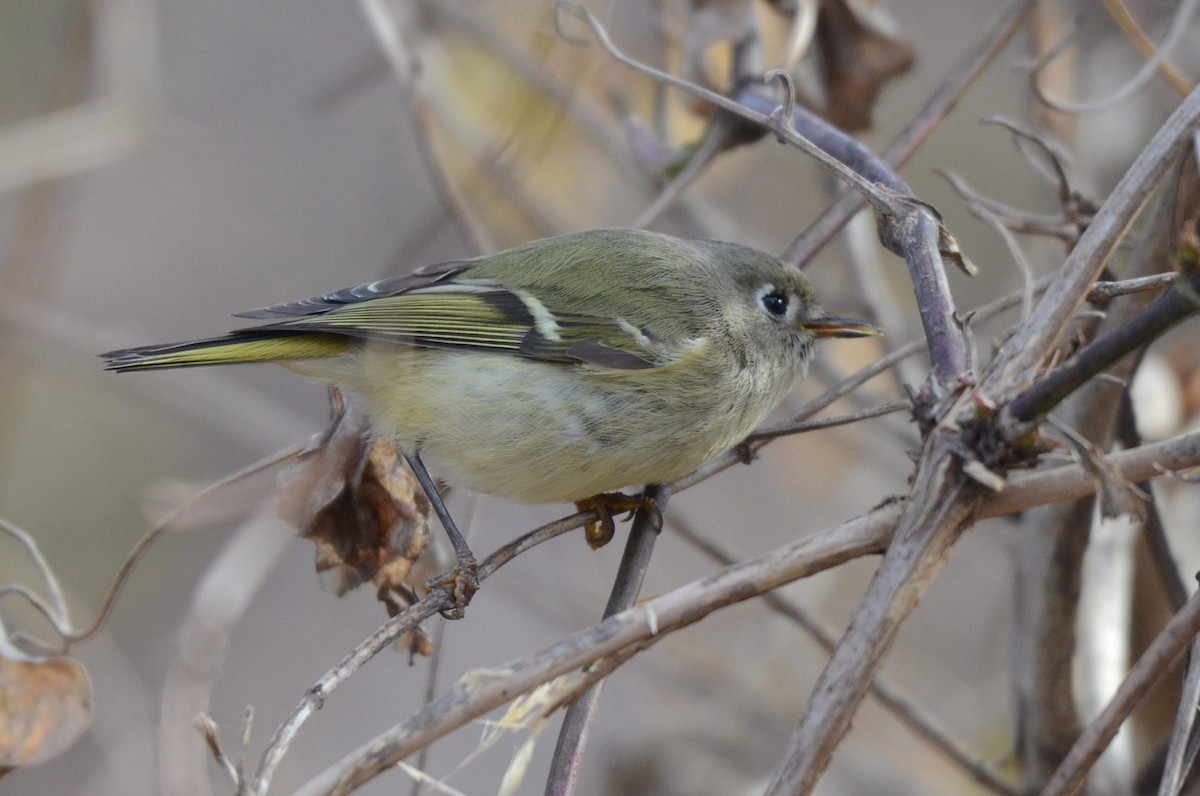 rubinfuglekonge - ML646855552