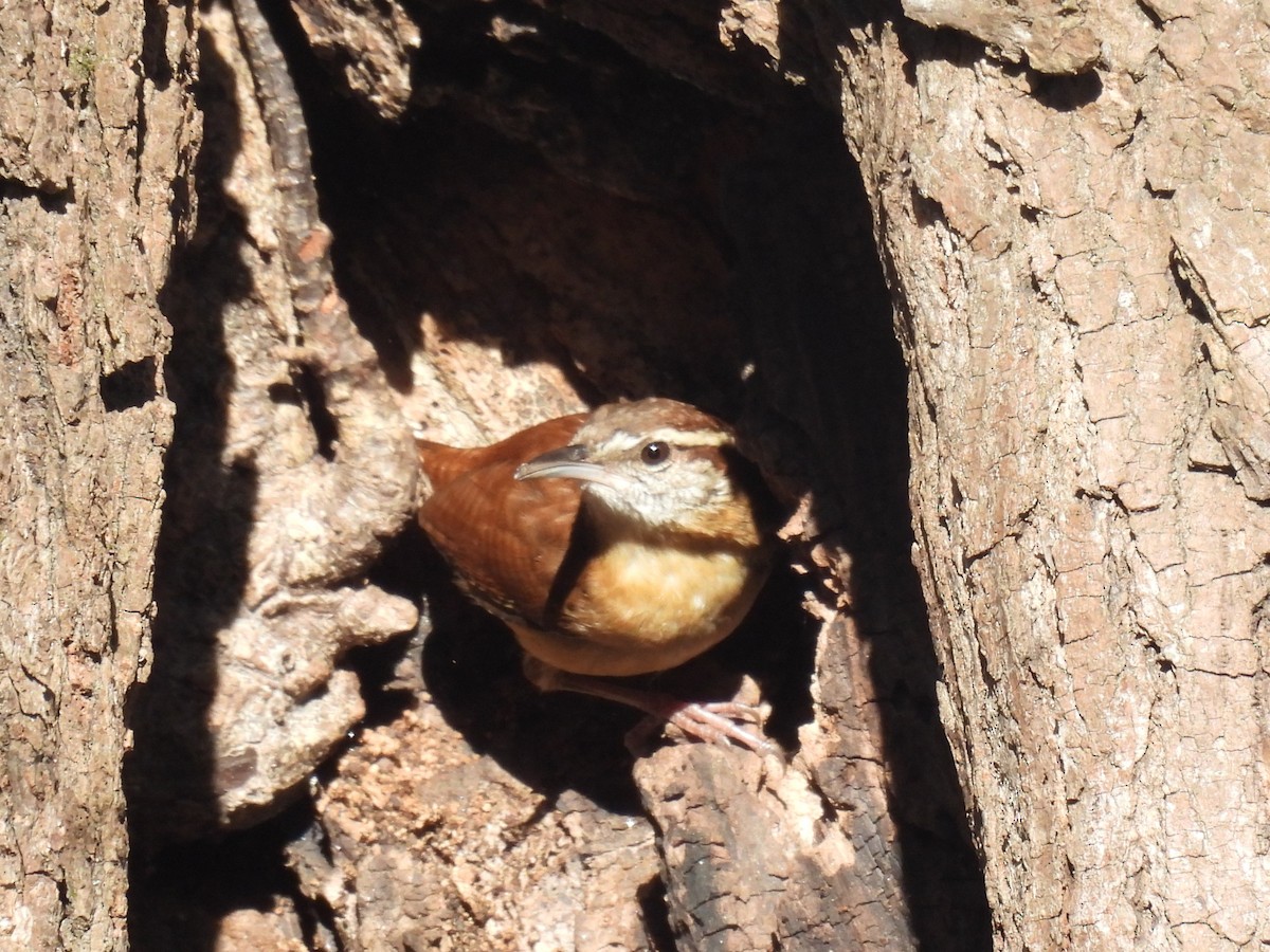Carolina Wren - ML646855553