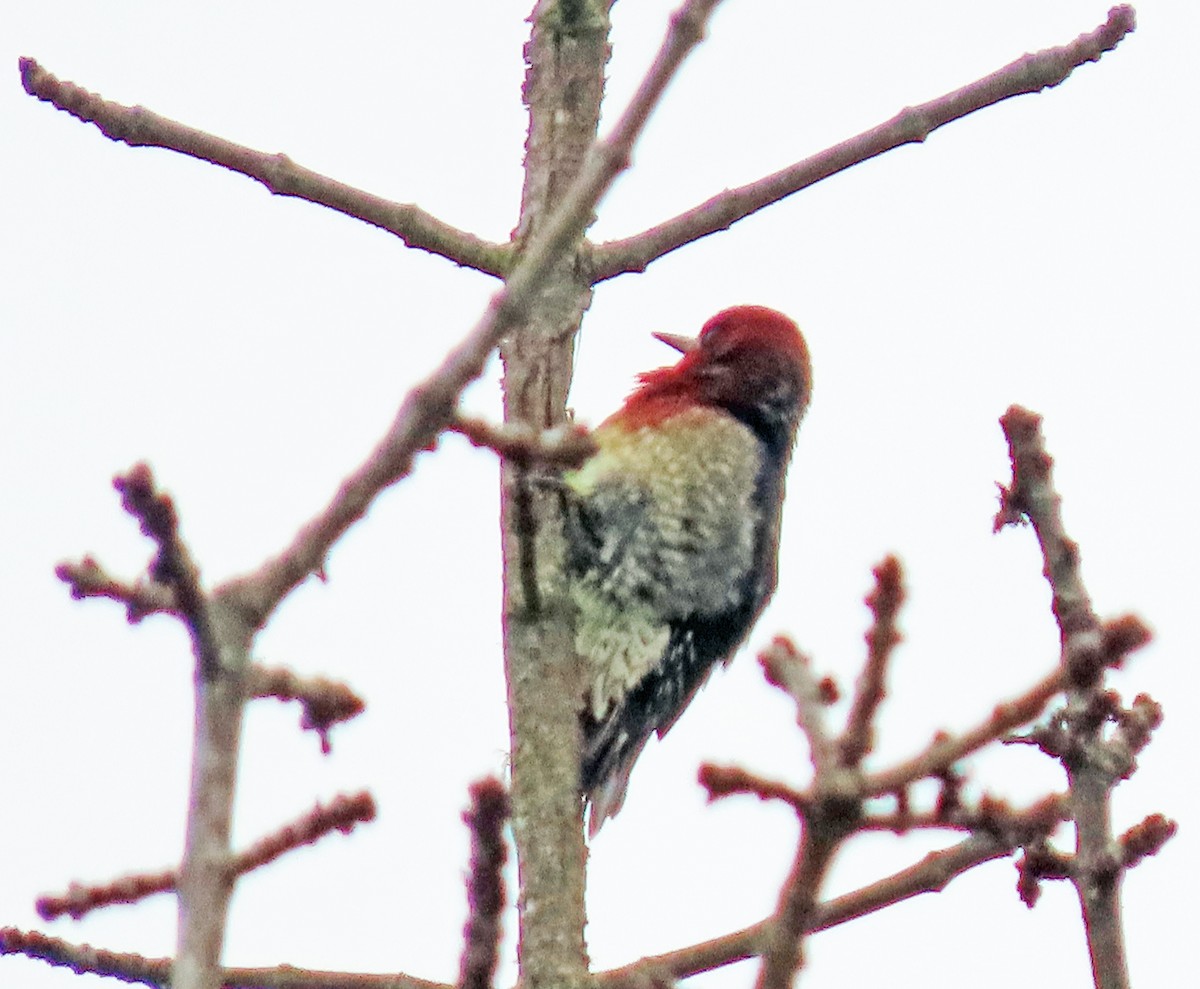 Red-breasted Sapsucker - ML646855554
