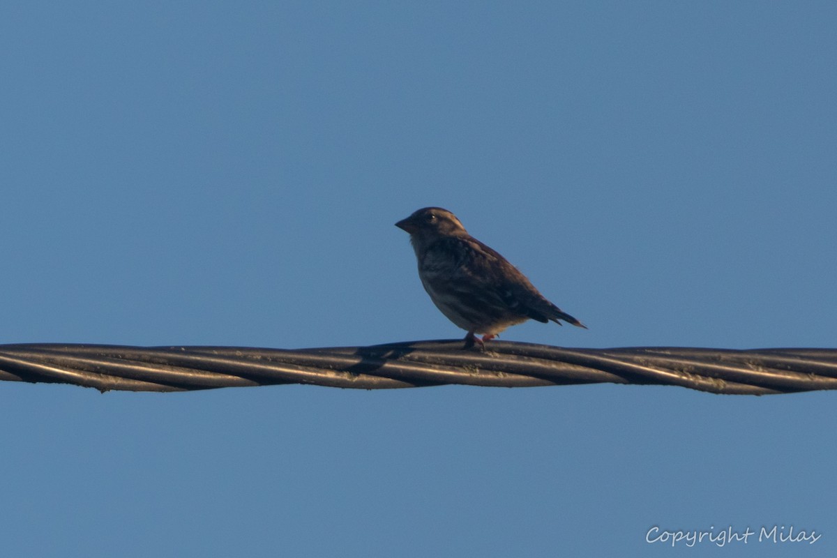 Rock Sparrow - ML646855557