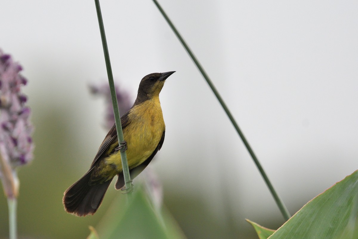 Unicolored Blackbird - ML646855562