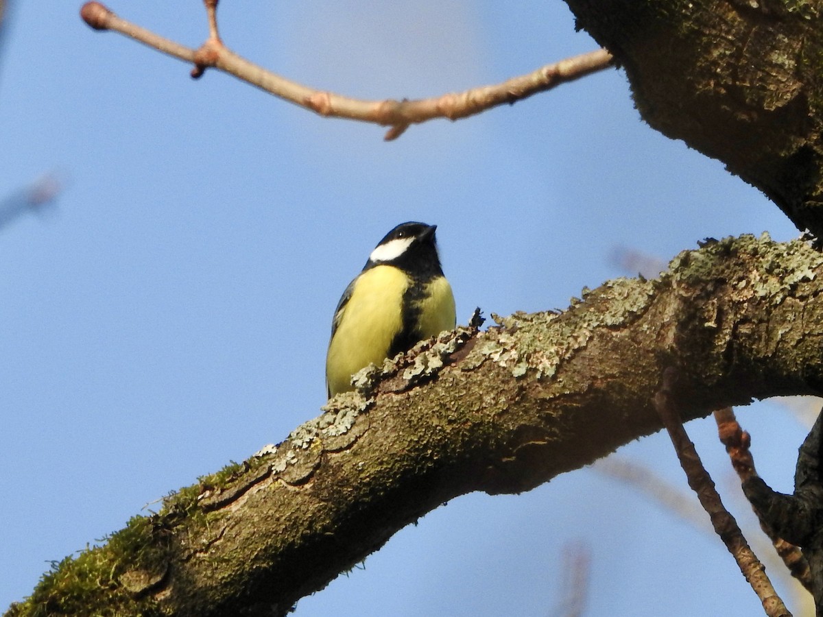 Great Tit - ML646855563