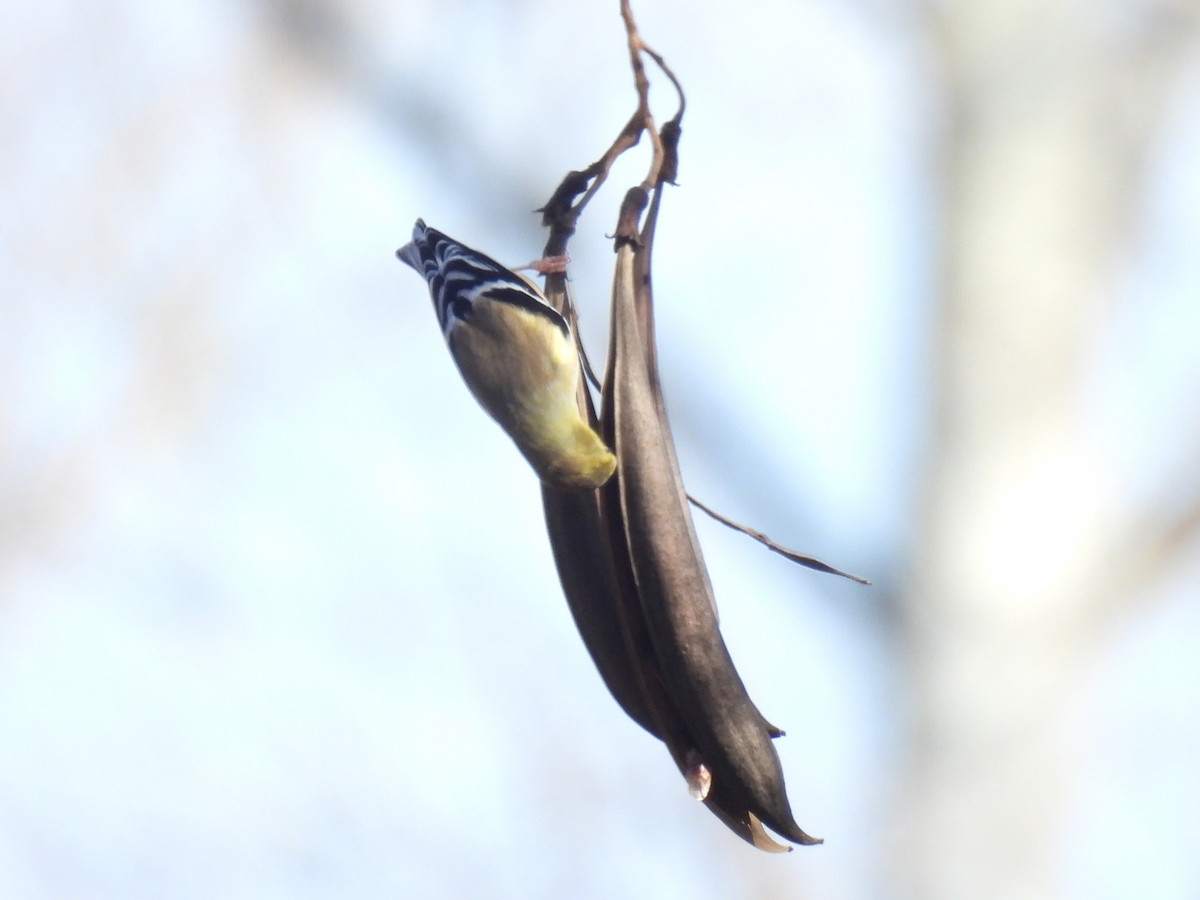 Jilguero Yanqui - ML646855564