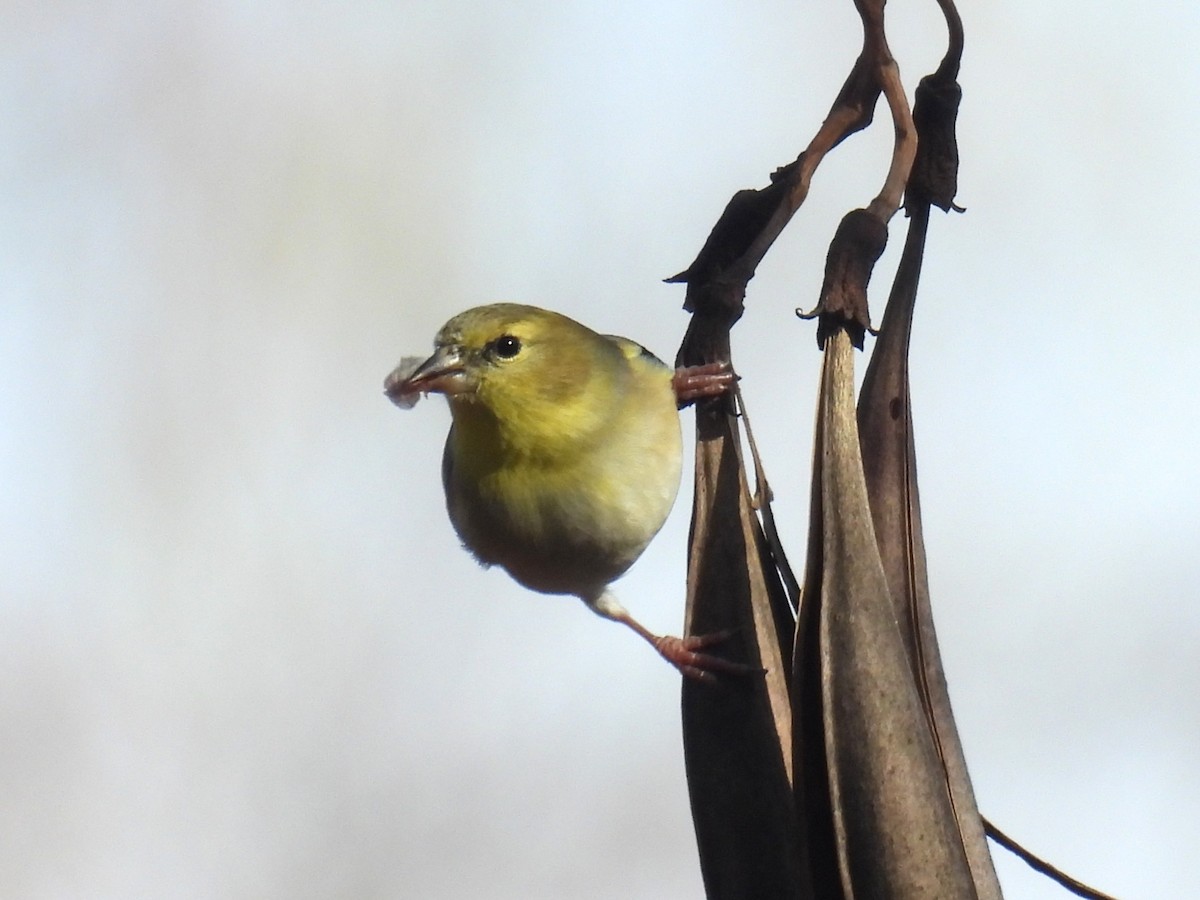 Jilguero Yanqui - ML646855565