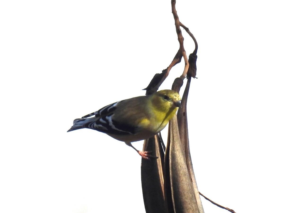 Jilguero Yanqui - ML646855566