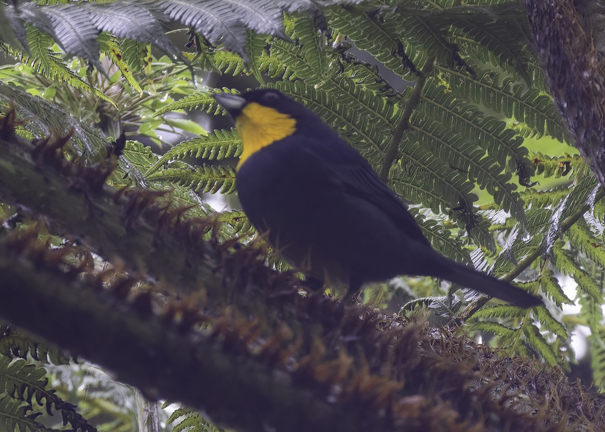 Фиолетовая танагра - ML646855567