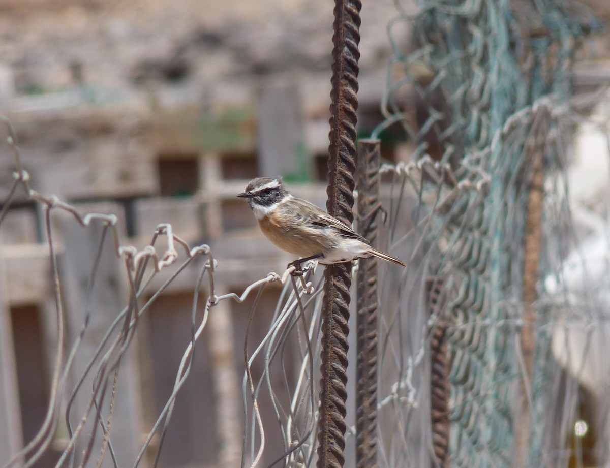 Fuerteventura Stonechat - ML646855570
