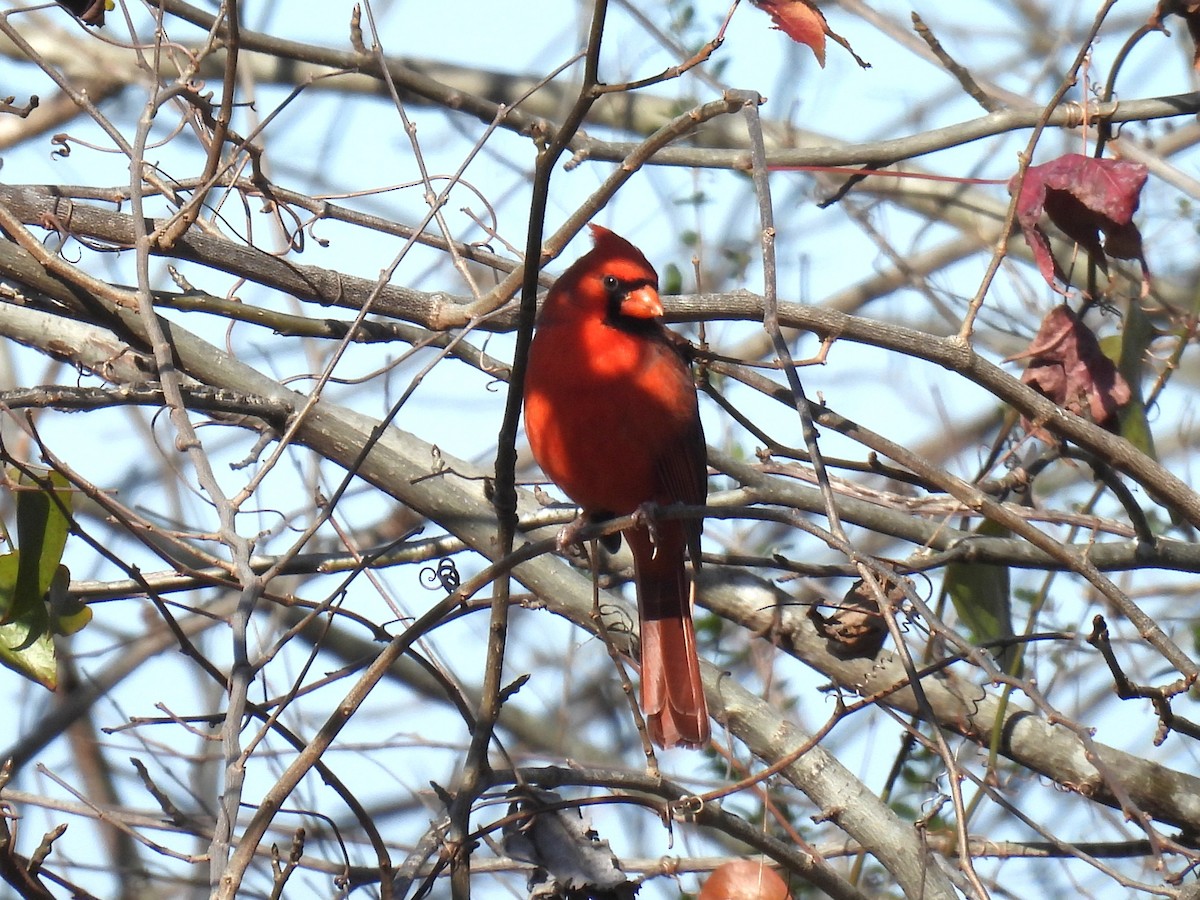 Cardenal Norteño - ML646855573