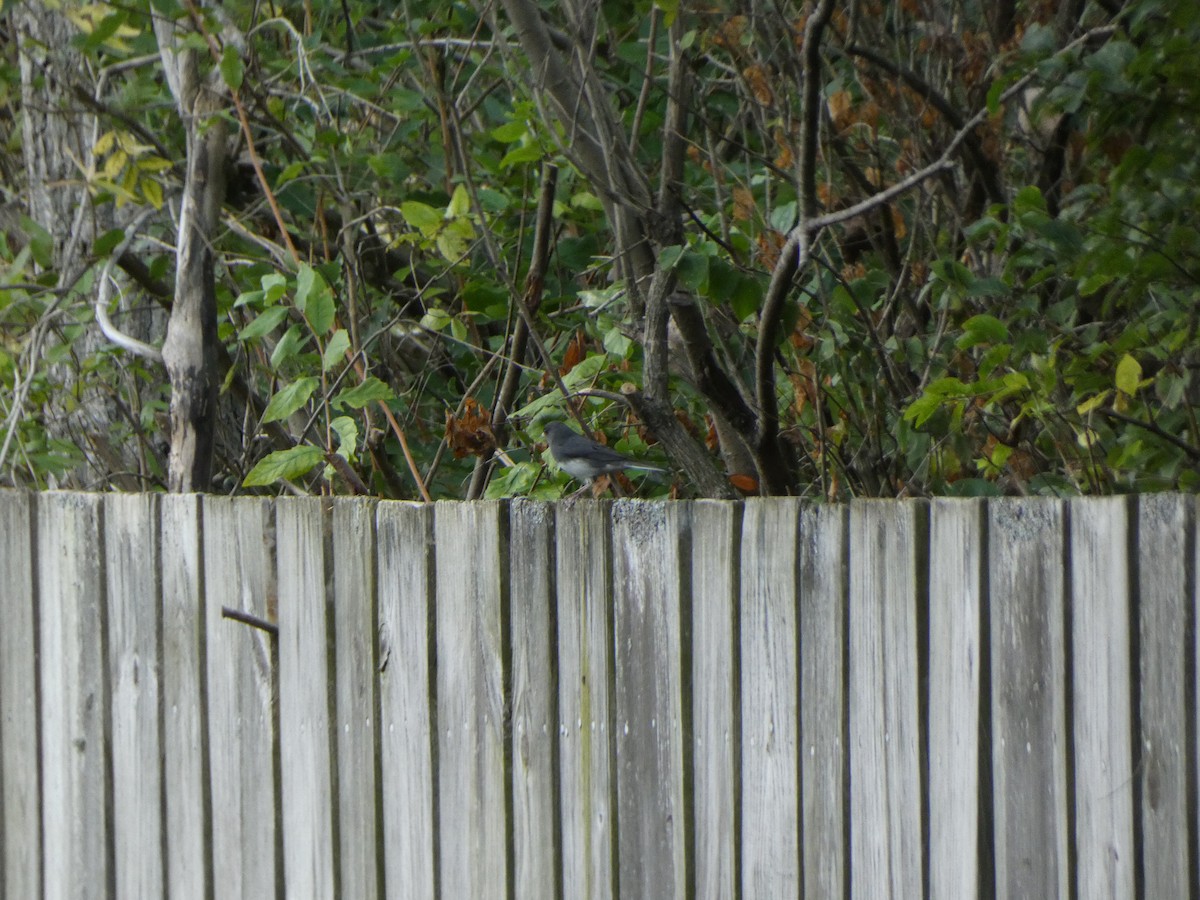 Dark-eyed Junco - ML646855575