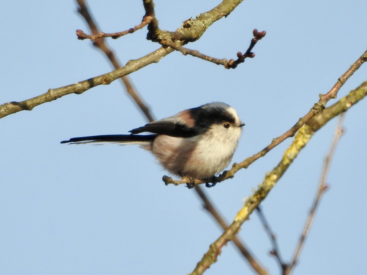 Long-tailed Tit - ML646855577