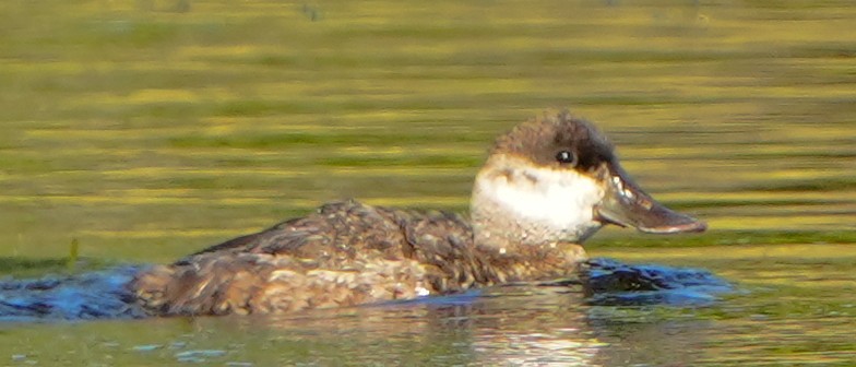 Ahate herdoiltsua - ML646855579