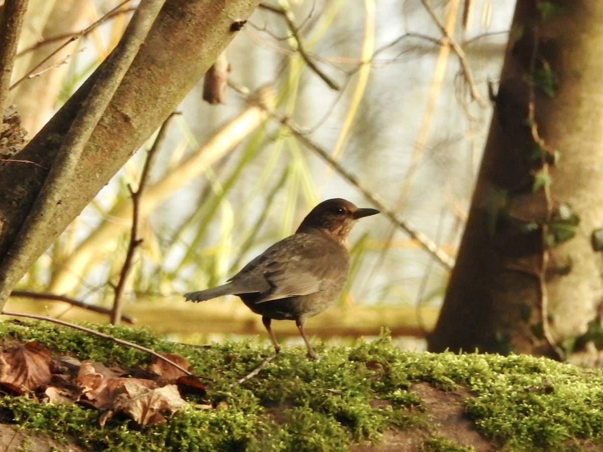 Eurasian Blackbird - ML646855587