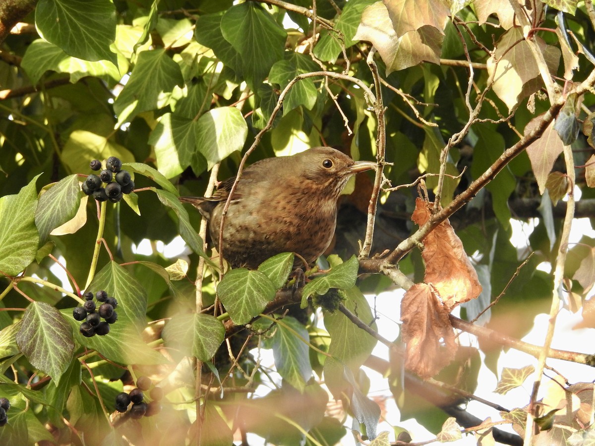 Eurasian Blackbird - ML646855588