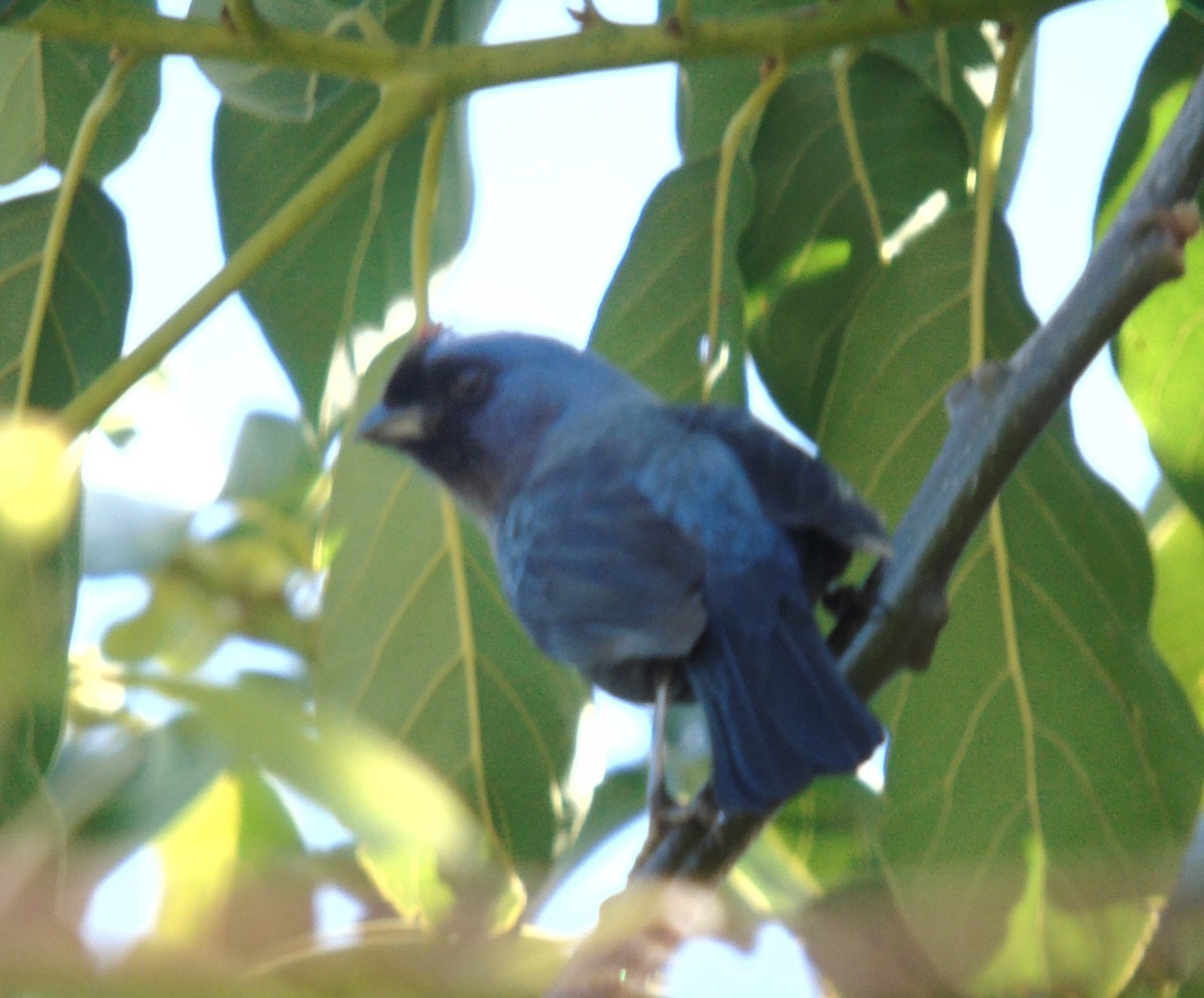 Diademed Tanager - ML646855589