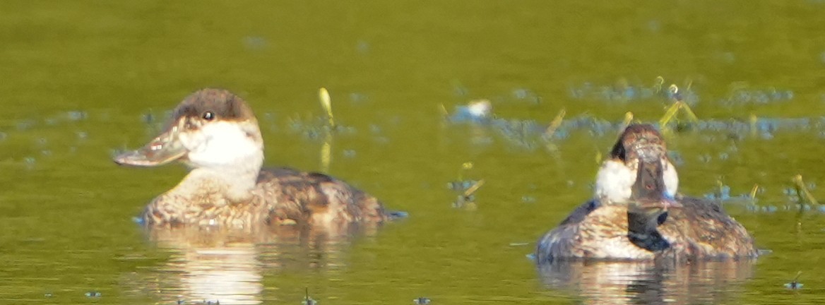 Ahate herdoiltsua - ML646855590