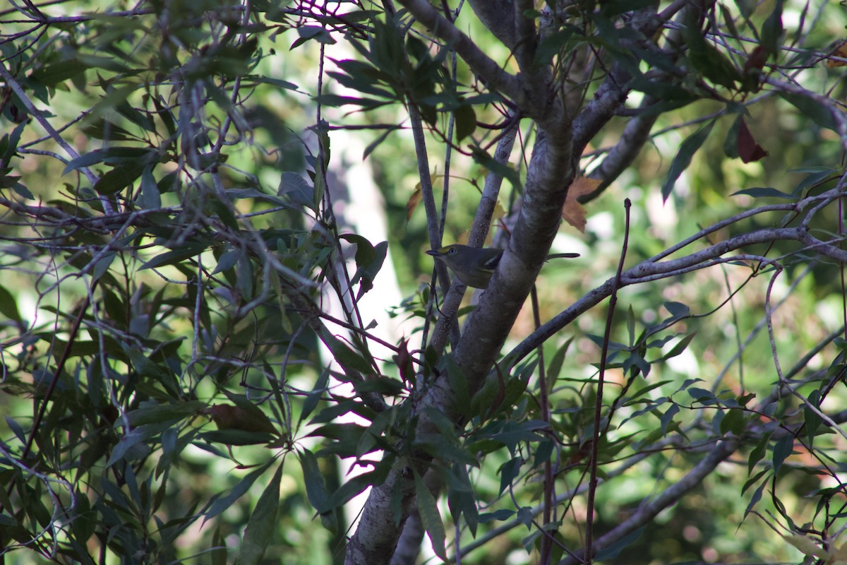 White-eyed Vireo - ML646855591