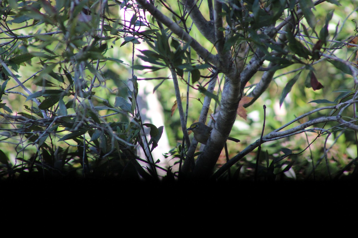 White-eyed Vireo - ML646855593