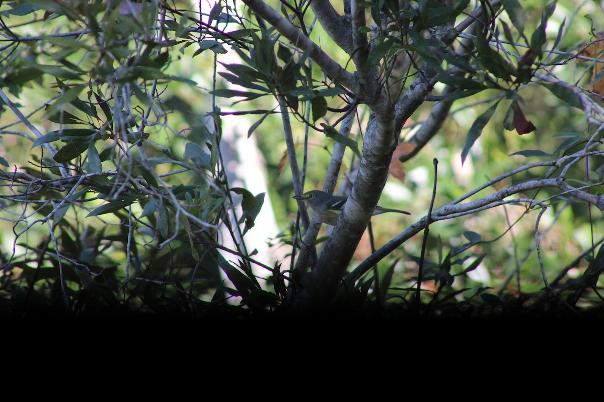 White-eyed Vireo - ML646855594