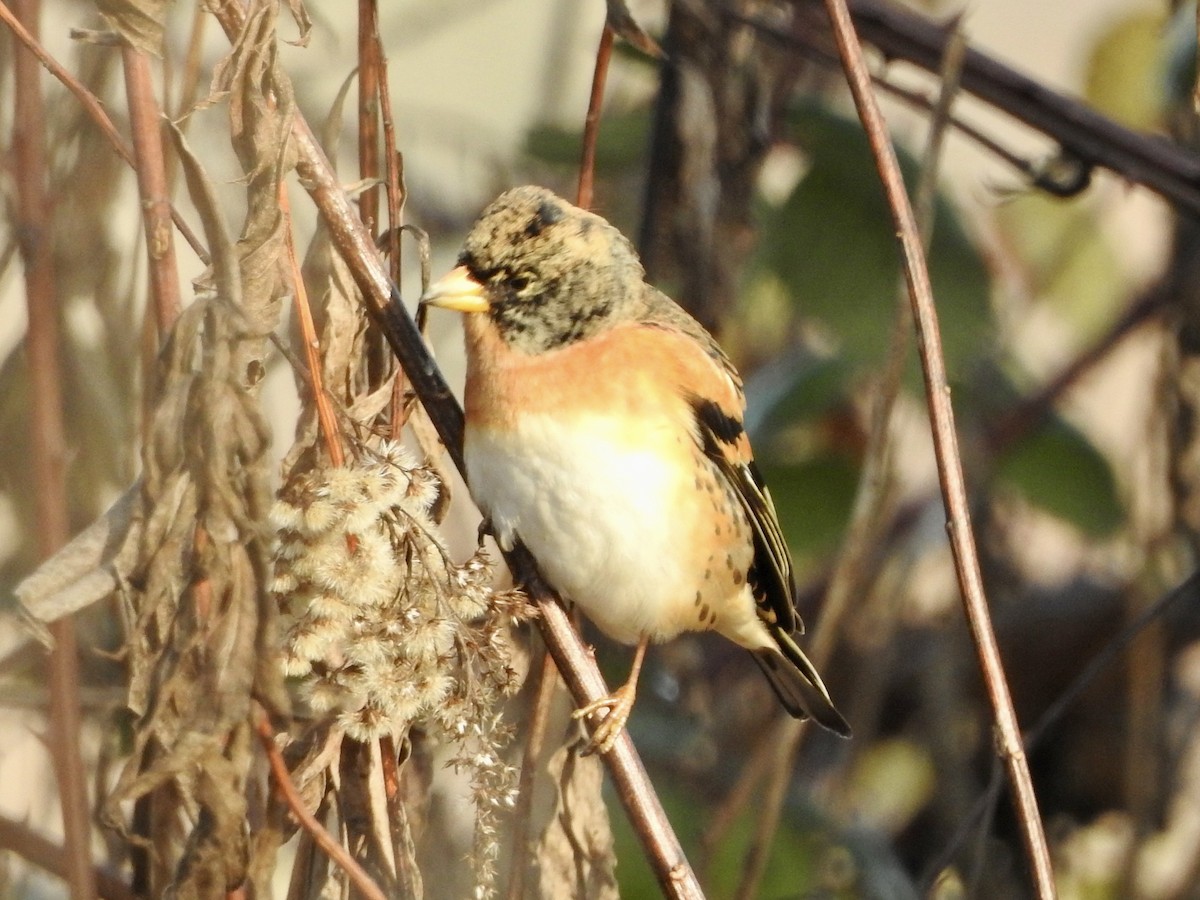 Brambling - ML646855597