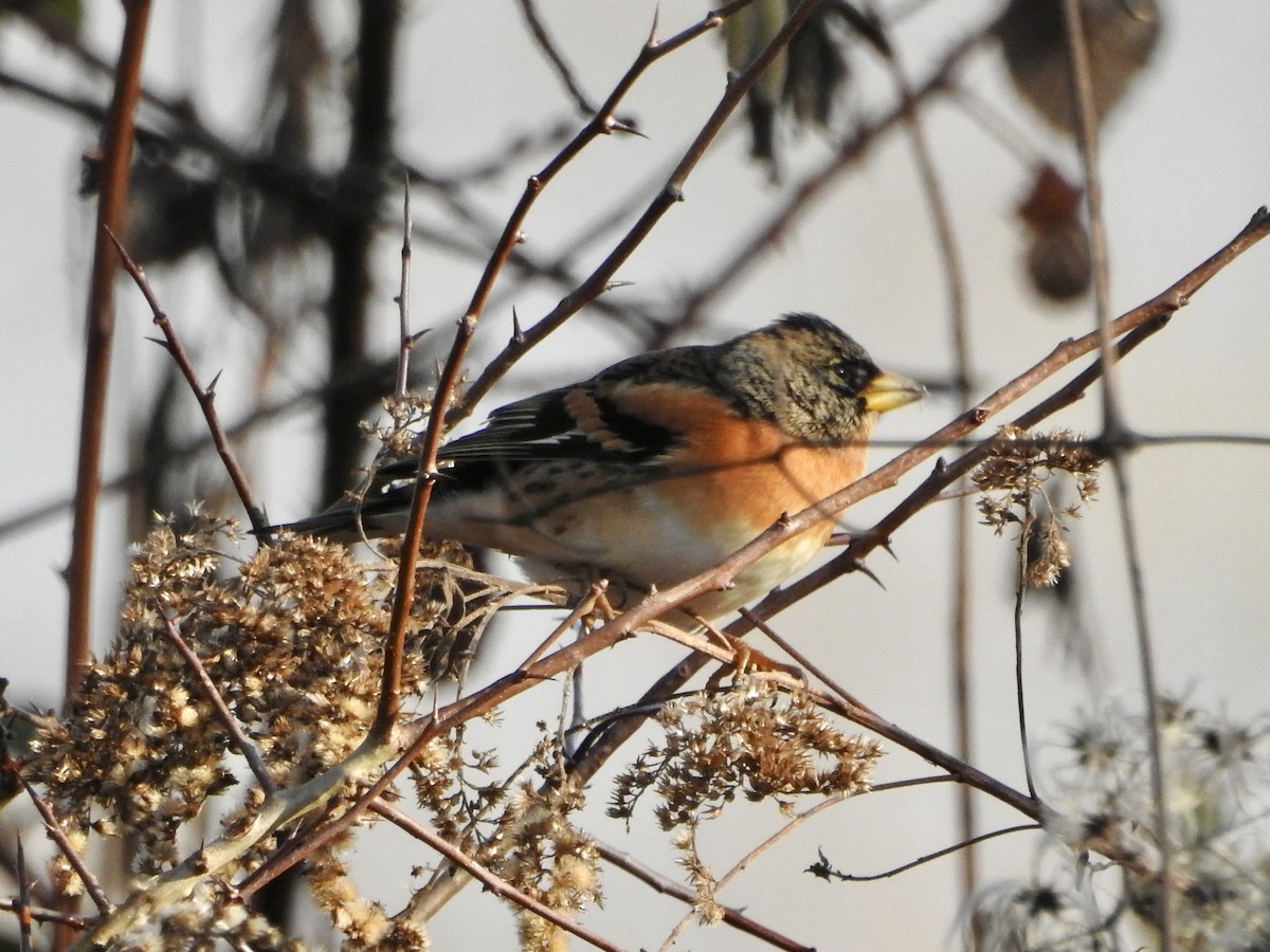 Brambling - ML646855598