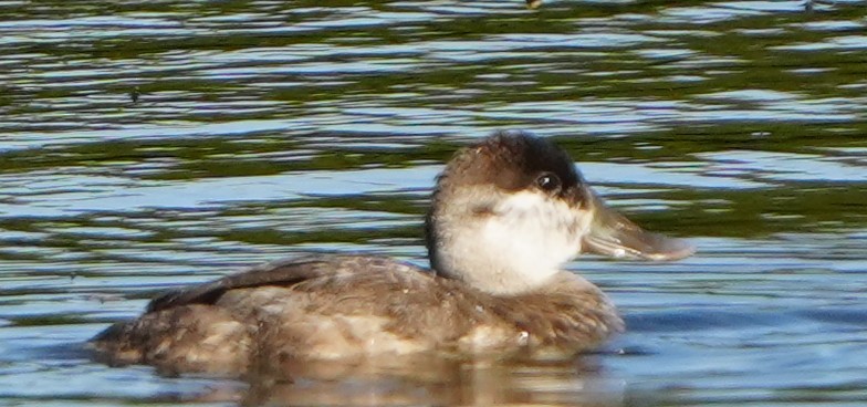 Ahate herdoiltsua - ML646855601