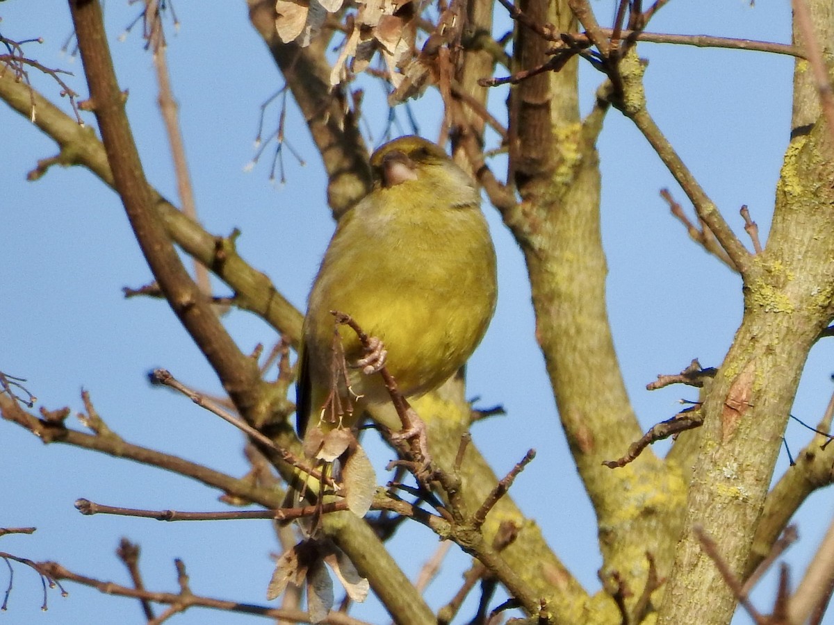European Greenfinch - ML646855602