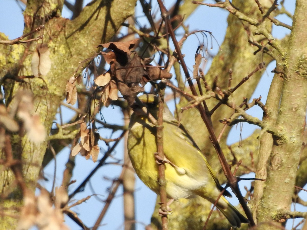 European Greenfinch - ML646855603