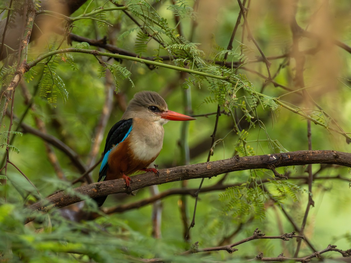 Alción Cabeciblanco - ML646855604