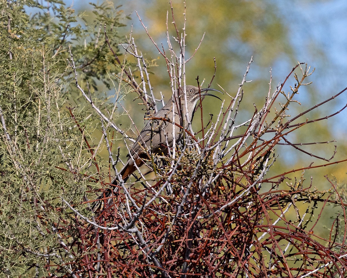 Crissal Thrasher - ML646855613