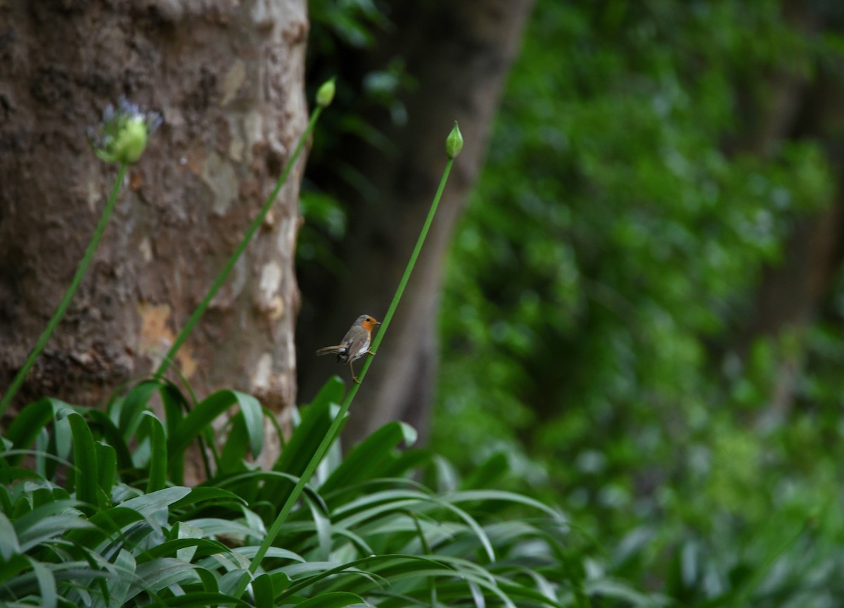 European Robin - ML646855614