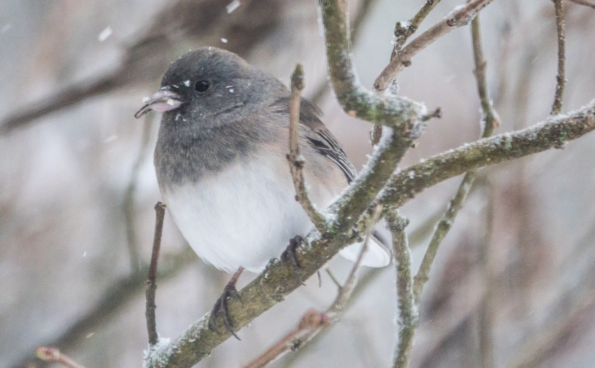Junco Ojioscuro (Pizarroso) - ML646855616