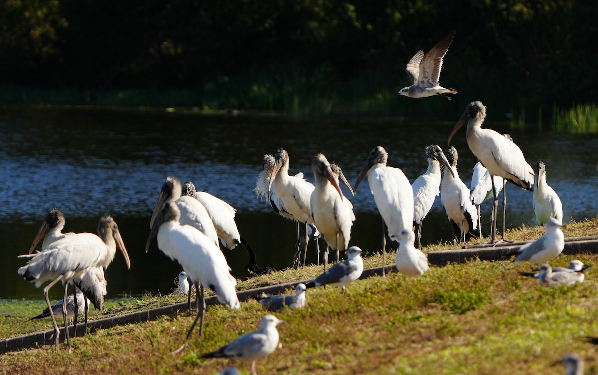 Tantalo amerikarra - ML646855617